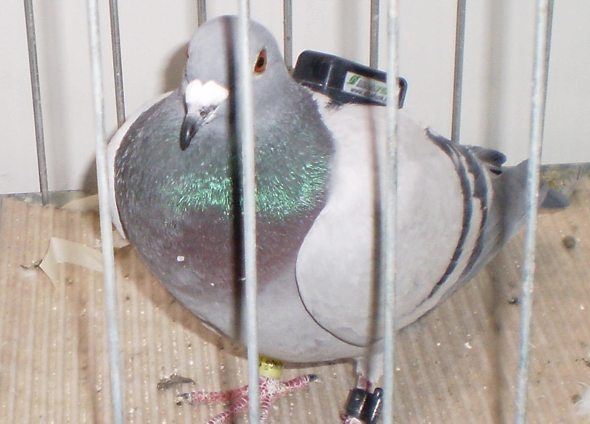 Racing 
Pigeon- Budapest - FCI Kontinental Kup.