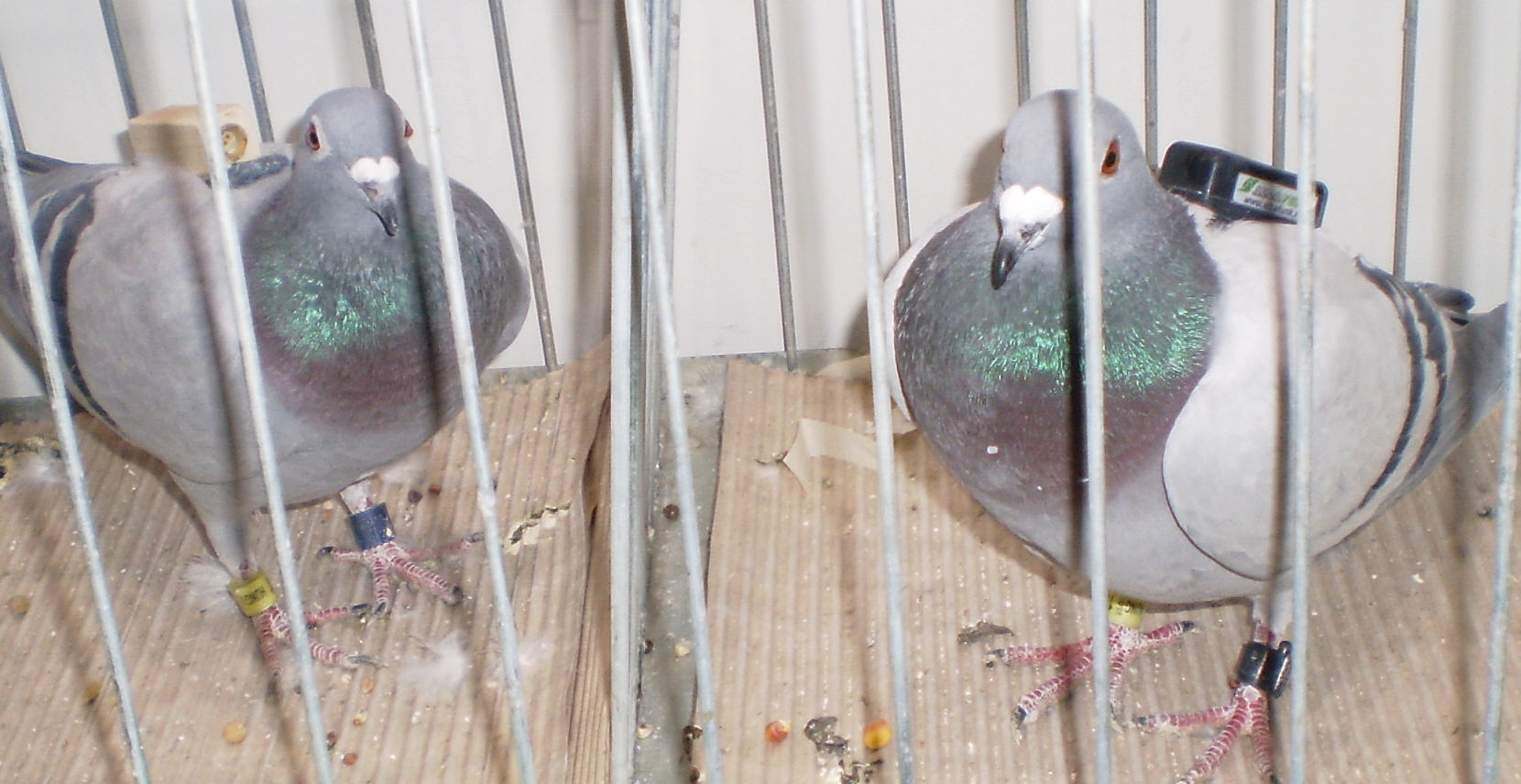 Racing 
Pigeon- Budapest - FCI Kontinental Kup.