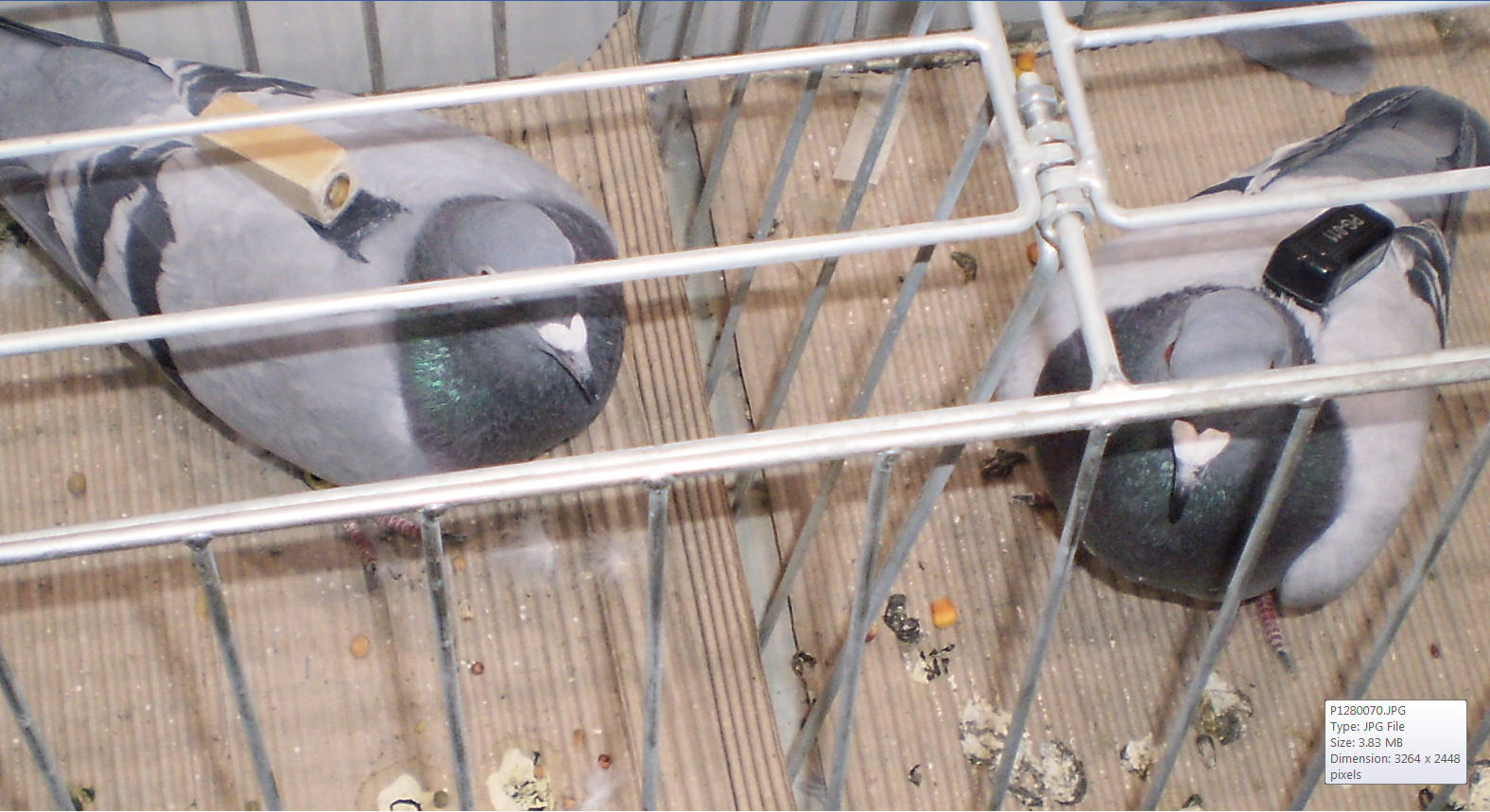 Racing 
Pigeon- Budapest - FCI Kontinental Kup.