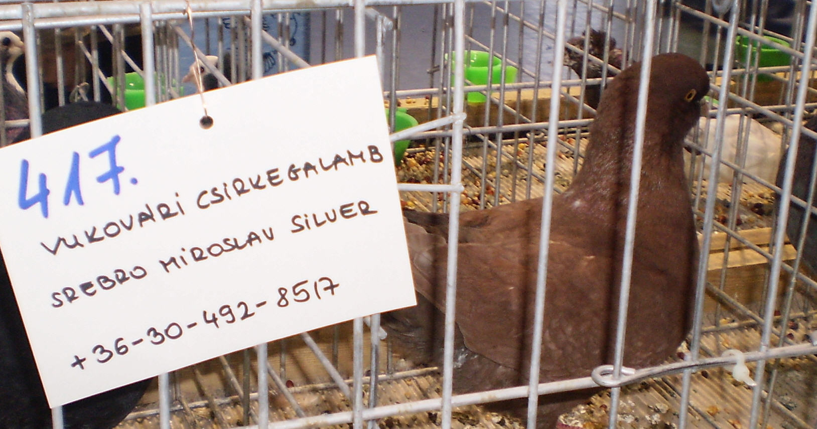 Racing 
Pigeon- Budapest - FCI Kontinental Kup.